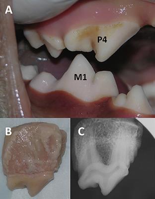Fracture Limits of Maxillary Fourth Premolar Teeth in Domestic Dogs Under Applied Forces